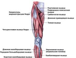 Качаем внутренние мышцы ног